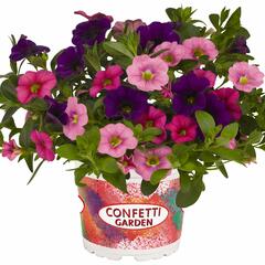 Minipetúnie, Confetti Garden 'Hawaian Flamingo' - Calibrachoa Confetti Garden 'Hawaian Flamingo'