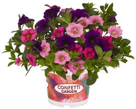 Minipetúnie, Confetti Garden 'Hawaian Flamingo'