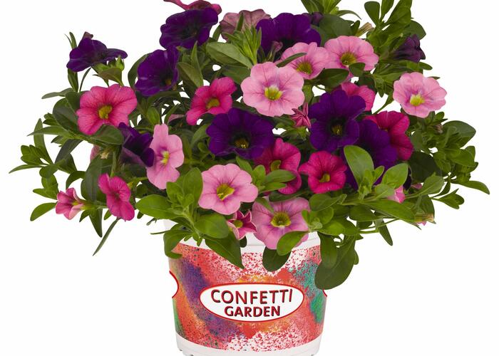 Minipetunie Confetti Garden 'Hawaian Flamingo' - Calibrachoa Confetti Garden 'Hawaian Flamingo'