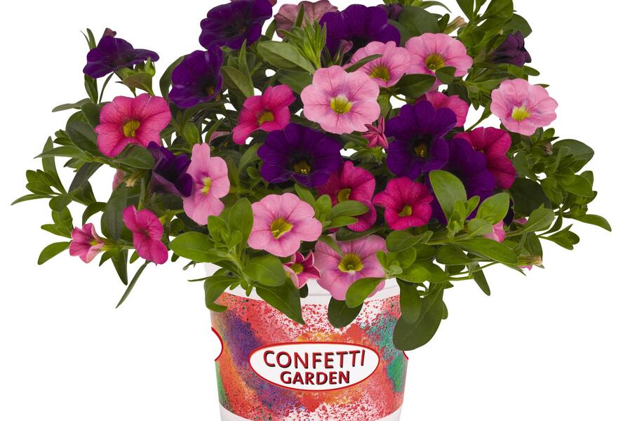 Minipetúnie, Confetti Garden 'Hawaian Flamingo' - Calibrachoa Confetti Garden 'Hawaian Flamingo'