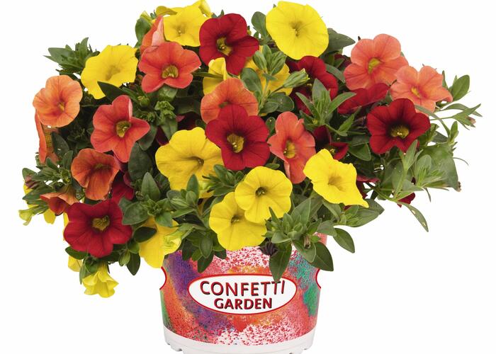 Minipetunie Confetti Garden 'Hawaian Summer' - Calibrachoa Confetti Garden 'Hawaian Summer'