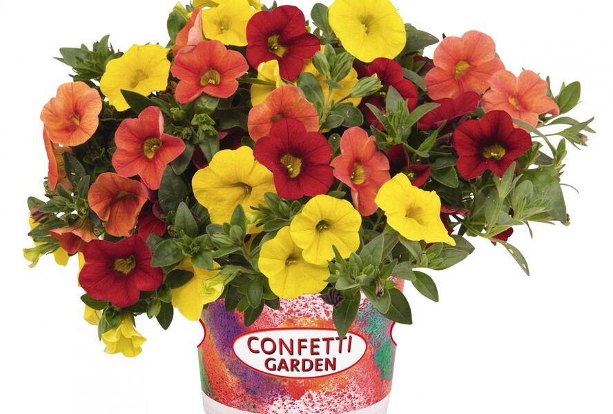 Minipetúnie, Confetti Garden 'Hawaian Summer' - Calibrachoa Confetti Garden 'Hawaian Summer'