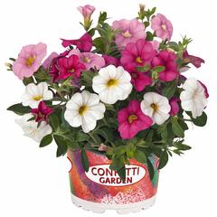 Minipetúnie, Confetti Garden 'Hawaian Pink Fusion' - Calibrachoa Confetti Garden 'Hawaian Pink Fusion'