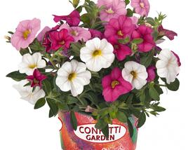 Minipetúnie, Confetti Garden 'Hawaian Pink Fusion'