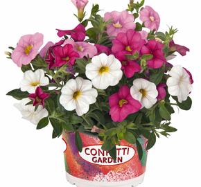 Minipetúnie, Confetti Garden 'Hawaian Pink Fusion' - Calibrachoa Confetti Garden 'Hawaian Pink Fusion'