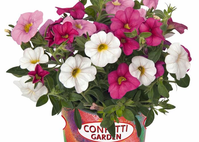 Minipetunie Confetti Garden 'Hawaian Pink Fusion' - Calibrachoa Confetti Garden 'Hawaian Pink Fusion'