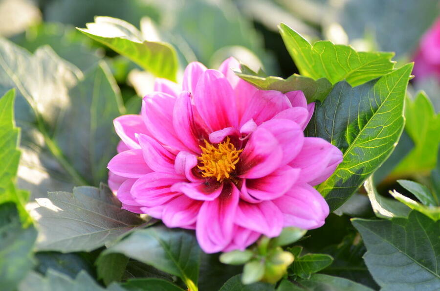 Jiřina 'DahLove Special Rose Eye' - Dahlia 'DahLove Special Rose Eye'