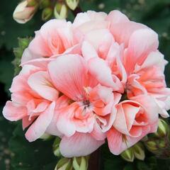 Muškát, pelargonie vzpřímená 'Moonlight Loki' - Pelargonium zonale 'Moonlight Loki'