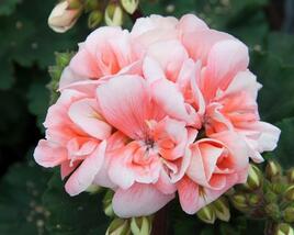 Muškát, pelargonie páskatá 'Moonlight Loki'