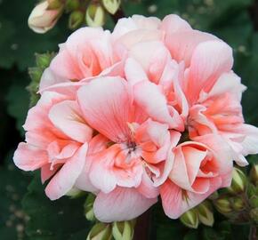 Muškát, pelargonie vzpřímená 'Moonlight Loki' - Pelargonium zonale 'Moonlight Loki'