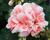 Muškát, pelargonie páskatá 'Moonlight Loki'
