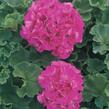 Muškát, pelargonie páskatá klasická 'Bright Rose' - Pelargonium zonale 'Bright Rose'