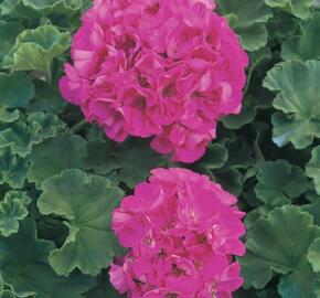 Muškát, pelargonie páskatá klasická 'Bright Rose' - Pelargonium zonale 'Bright Rose'