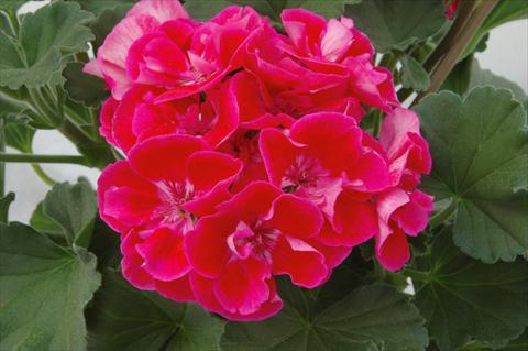 Muškát, pelargonie páskatá 'Moonlight Corali' - Pelargonium zonale 'Moonlight Corali'