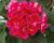 Muškát, pelargonie páskatá 'Moonlight Corali'