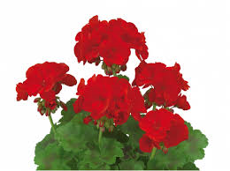 Muškát, pelargonie velkokvětá 'IRTA Novita Classic Red' - Pelargonium grandiflorum 'IRTA Novita Classic Red'