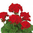 Muškát, pelargonie velkokvětá 'IRTA Novita Classic Red' - Pelargonium grandiflorum 'IRTA Novita Classic Red'