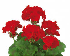 Muškát, pelargonie velkokvětá 'IRTA Novita Classic Red' - Pelargonium grandiflorum 'IRTA Novita Classic Red'