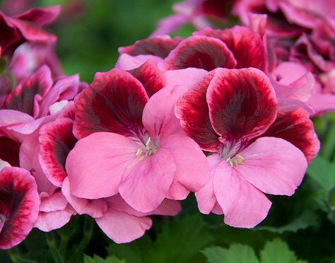 Muškát, pelargonie velkokvětá 'IRTA Novita Classic Salmon Black' - Pelargonium grandiflorum 'IRTA Novita Classic Salmon Black'