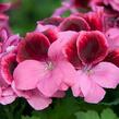Muškát, pelargonie velkokvětá 'IRTA Novita Classic Salmon Black' - Pelargonium grandiflorum 'IRTA Novita Classic Salmon Black'