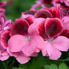 Muškát, pelargonie velkokvětá 'IRTA Novita Classic Salmon Black' - Pelargonium grandiflorum 'IRTA Novita Classic Salmon Black'