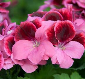 Muškát, pelargonie velkokvětá 'IRTA Novita Classic Salmon Black' - Pelargonium grandiflorum 'IRTA Novita Classic Salmon Black'