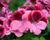 Muškát, pelargonie velkokvětá 'IRTA Novita Classic Salmon Black'