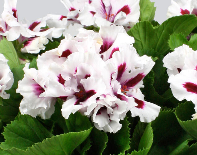 Muškát, pelargonie velkokvětá 'IRTA Novita Classic White Star' - Pelargonium grandiflorum 'IRTA Novita Classic White Star'