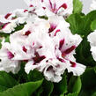 Muškát, pelargonie velkokvětá 'IRTA Novita Classic White Star' - Pelargonium grandiflorum 'IRTA Novita Classic White Star'