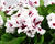 Muškát, pelargonie velkokvětá 'IRTA Novita Classic White Star'