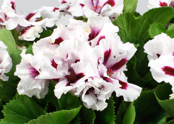 Muškát, pelargonie velkokvětá 'IRTA Novita Classic White Star' - Pelargonium grandiflorum 'IRTA Novita Classic White Star'