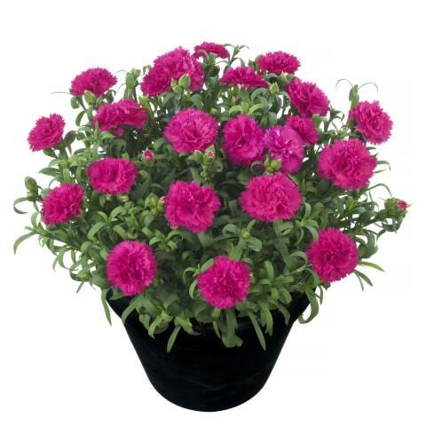 Hvozdík karafiát 'Sunflor Megan' - Dianthus caryophyllus 'Sunflor Megan'
