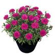 Hvozdík karafiát 'Sunflor Megan' - Dianthus caryophyllus 'Sunflor Megan'