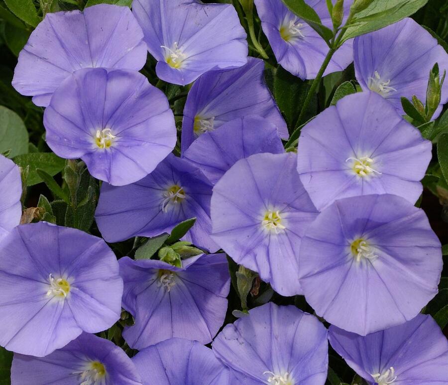 Svlačec savojský 'Manati Deep Blue' - Convolvulus sabatius 'Manati Deep Blue'