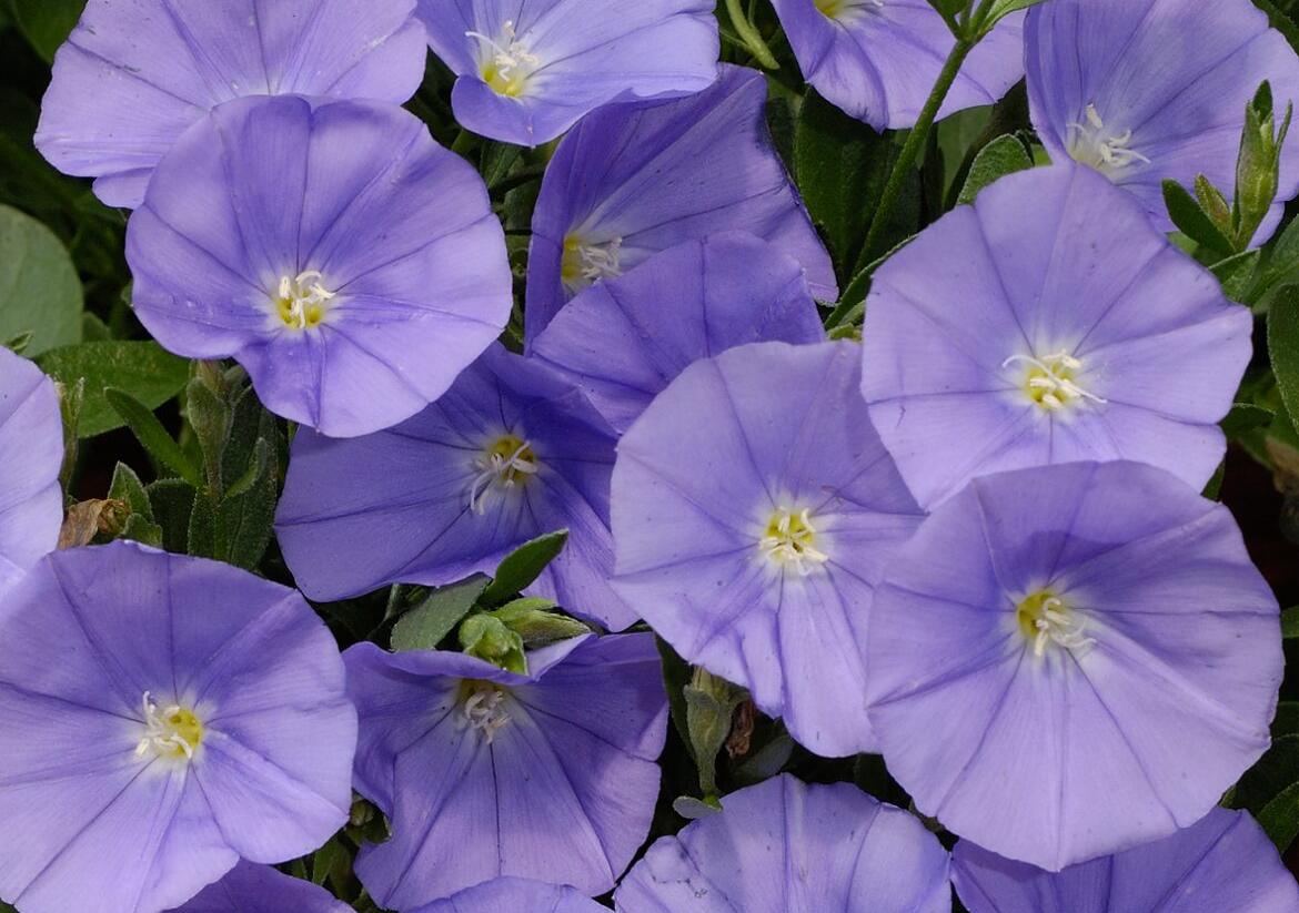 Svlačec savojský 'Manati Deep Blue' - Convolvulus sabatius 'Manati Deep Blue'