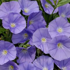 Svlačec savojský 'Manati Deep Blue' - Convolvulus sabatius 'Manati Deep Blue'