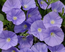 Svlačec savojský 'Manati Deep Blue'