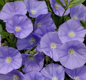 Svlačec savojský 'Manati Deep Blue' - Convolvulus sabatius 'Manati Deep Blue'