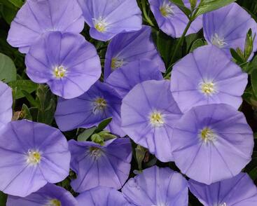 Svlačec savojský 'Manati Deep Blue'