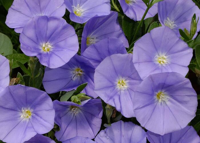 Svlačec savojský 'Manati Deep Blue' - Convolvulus sabatius 'Manati Deep Blue'