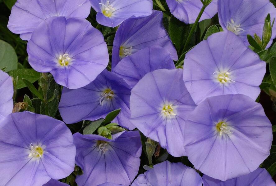 Svlačec savojský 'Manati Deep Blue' - Convolvulus sabatius 'Manati Deep Blue'