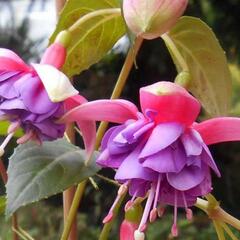 Fuchsie, čílko 'Colmar' - Fuchsia hybrida 'Colmar'