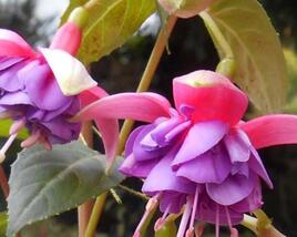 Fuchsie, čílko 'Colmar'