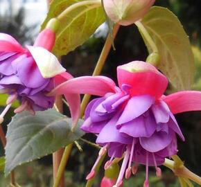 Fuchsie, čílko 'Colmar' - Fuchsia hybrida 'Colmar'