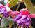 Fuchsie, čílko 'Colmar'