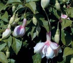 Fuchsie, čílko 'Toulon'