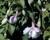 Fuchsie, čílko 'Toulon'