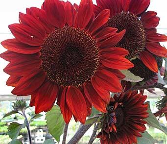 Slunečnice roční 'Moulin Rouge'