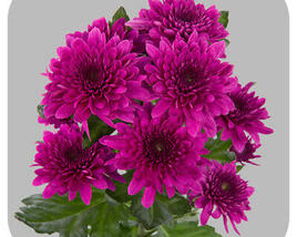 Listopadka indická 'Gompie Purple'
