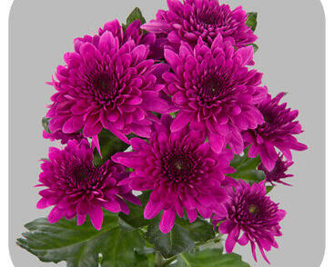 Listopadka indická 'Gompie Purple'